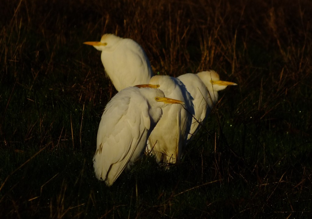 Mattino da guardabuoi - Bubulcus ibis
